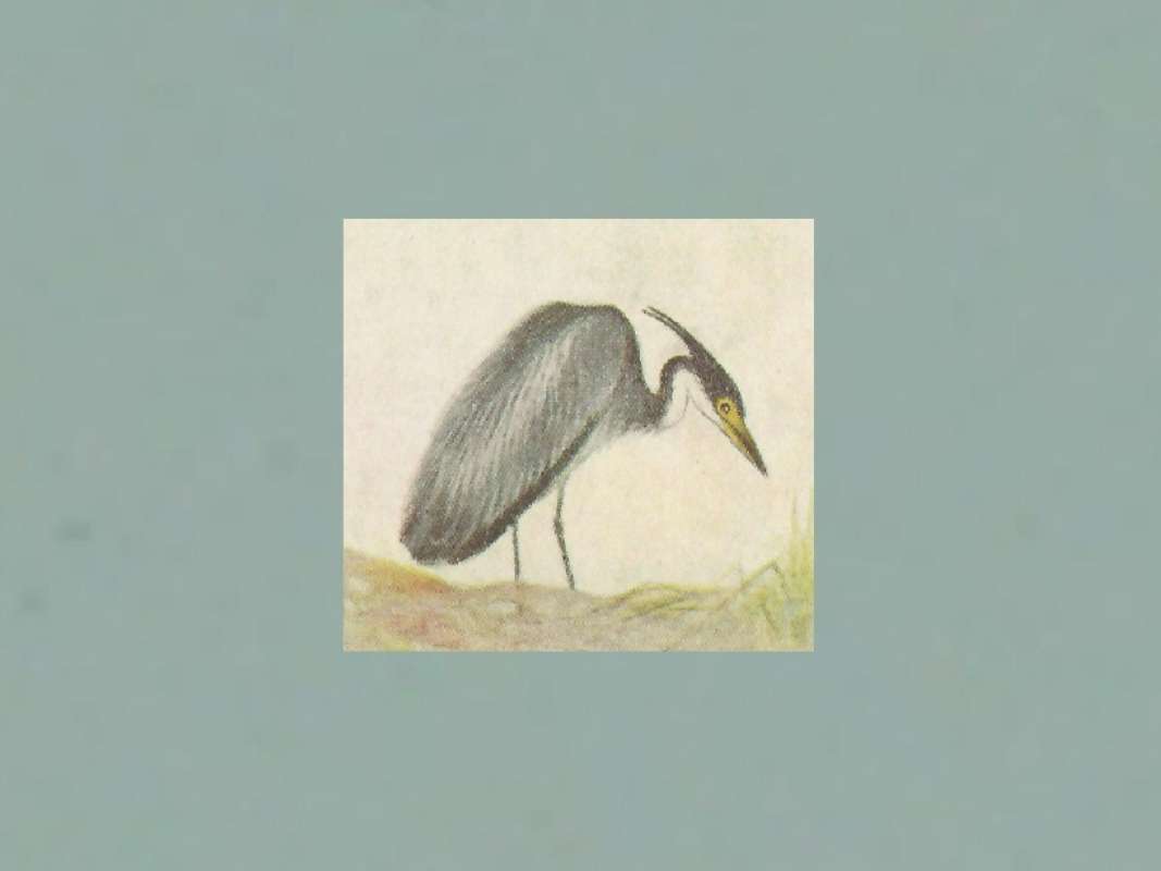 Side View on Stump<br>(Origin of the Specimen: Color Painting)<br>(Origin of the Specimen: Painting)<br>(Origin of the Specimen: Painting)