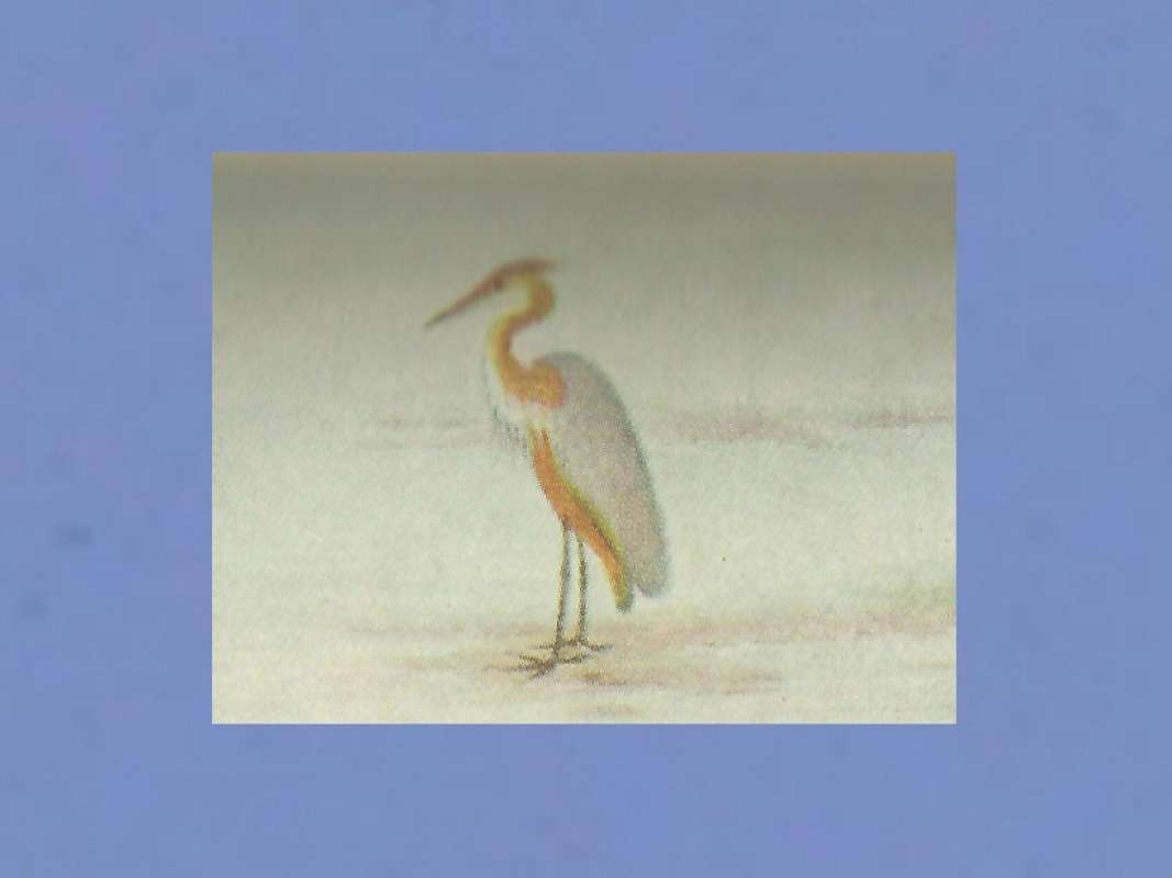 Standing - Racing Right<br>(Origin of the Specimen: Color Painting)<br>(Origin of the Specimen: Painting)