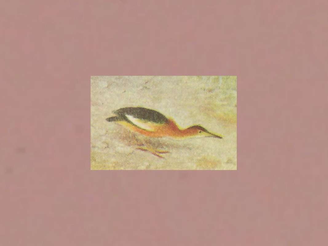 <br>(Origin of the Specimen: Painting)<br>(Origin of the Specimen: Painting)