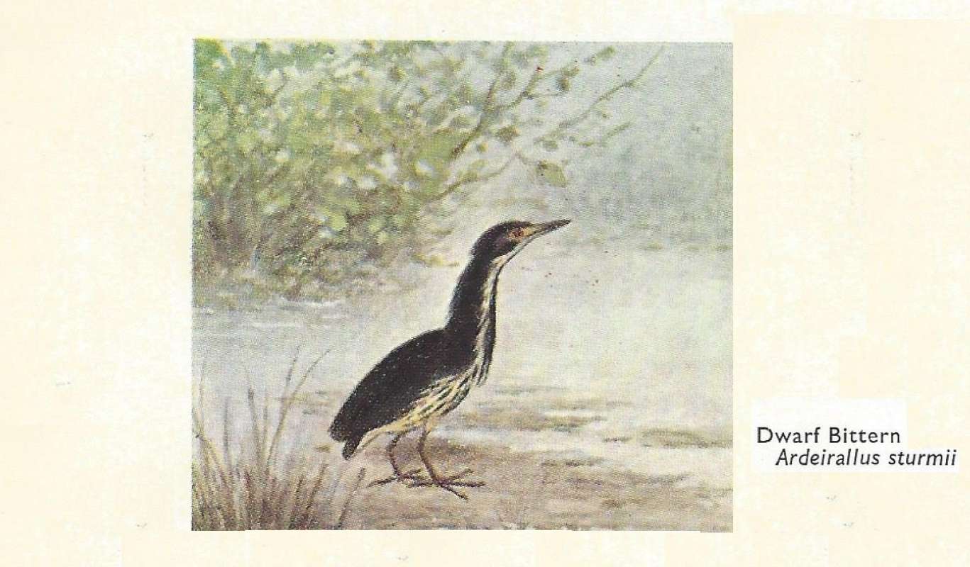 Standing Among Monocots<br>(Origin of the Specimen: Line Drawing)<br>(Origin of the Specimen: Painting)