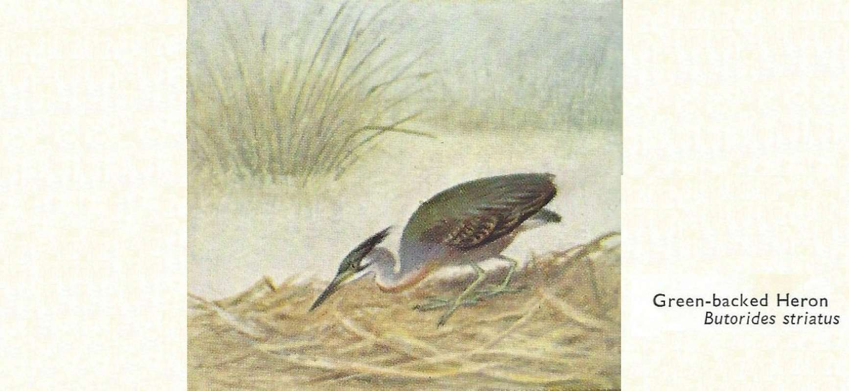 Standing - Facing Left<br>(Origin of the Specimen: Color Painting)<br>(Origin of the Specimen: Painting)