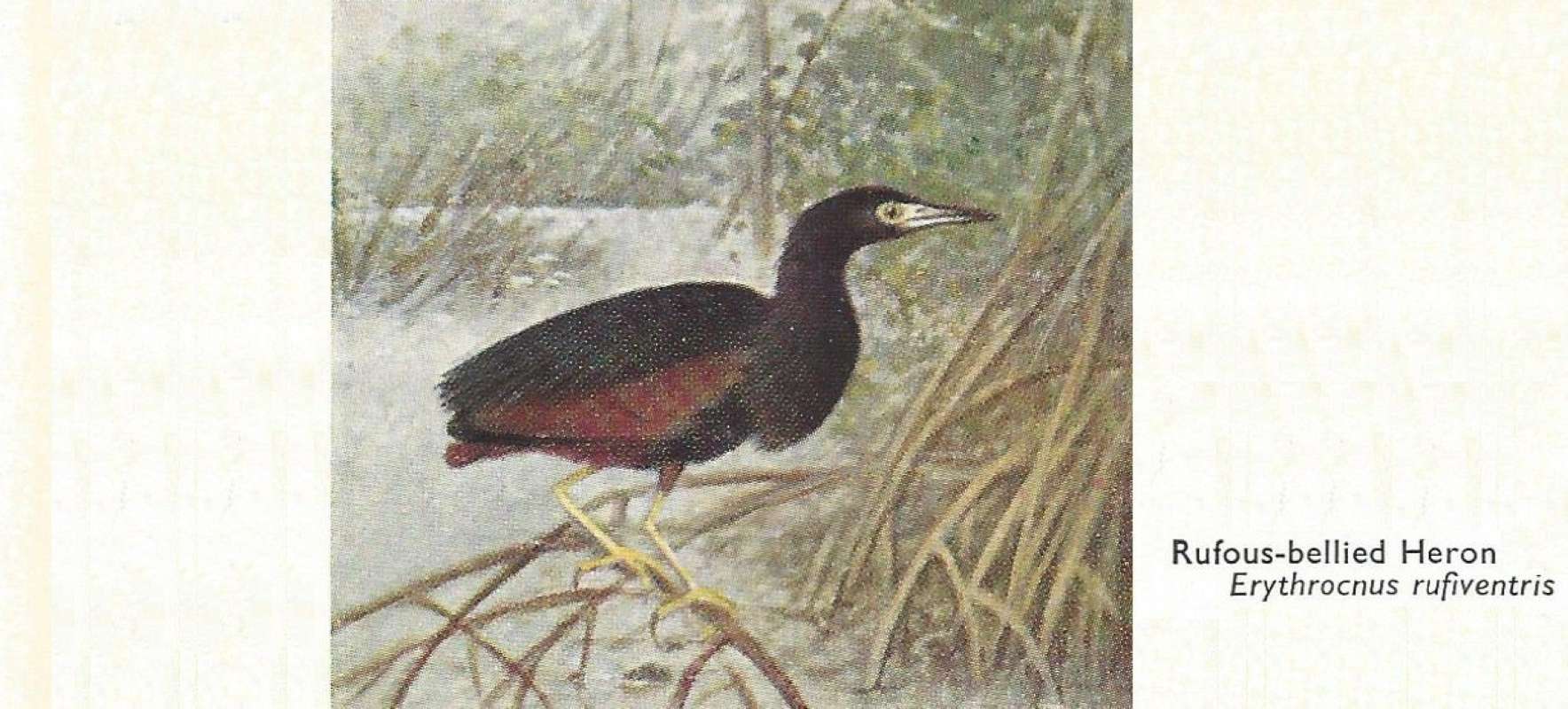 On Ground - Facing Left<br>(Origin of the Specimen: Color Painting)<br>(Origin of the Specimen: Painting)