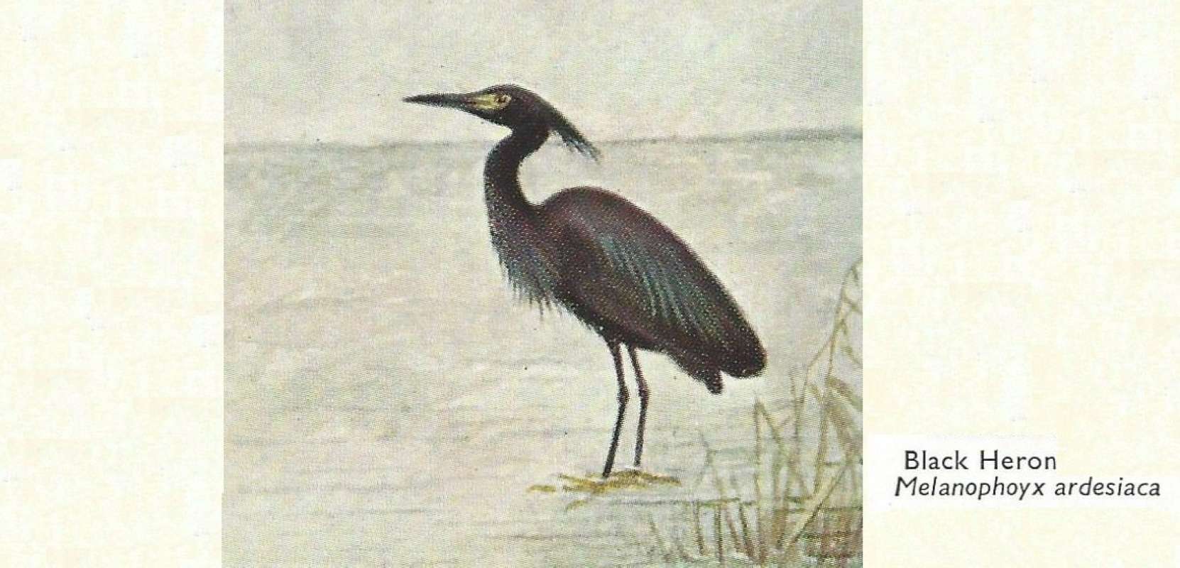 Standing on Ground<br>(Origin of the Specimen: Color Painting)<br>(Origin of the Specimen: Painting)