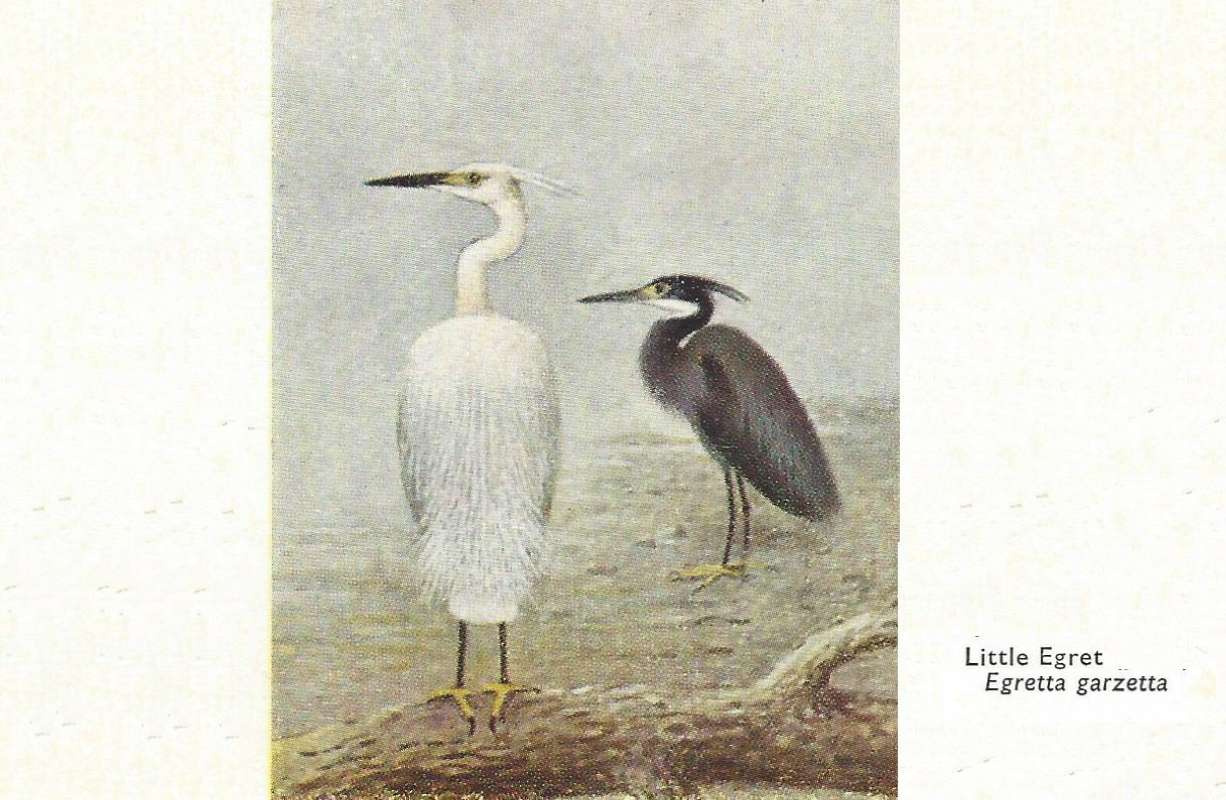 White Male - Facing Right<br>(Origin of the Specimen: Color Painting)<br>(Origin of the Specimen: Painting)