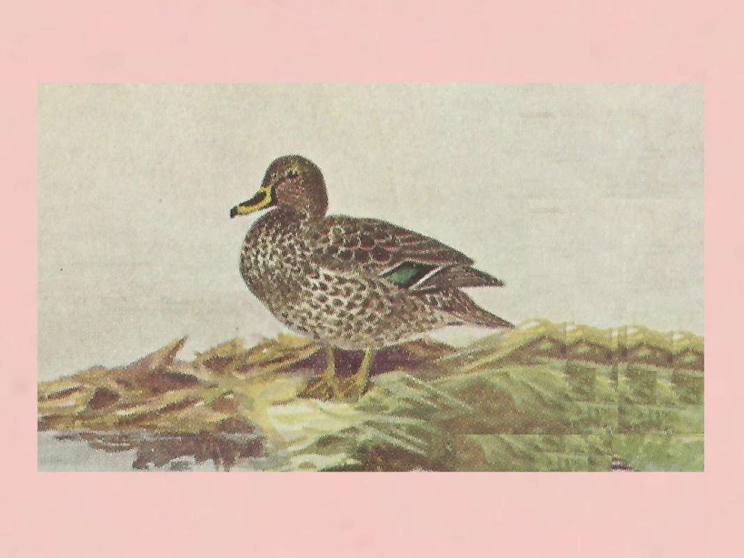 Standing on Shore<br>(Origin of the Specimen: Painting from Eastern Africa)