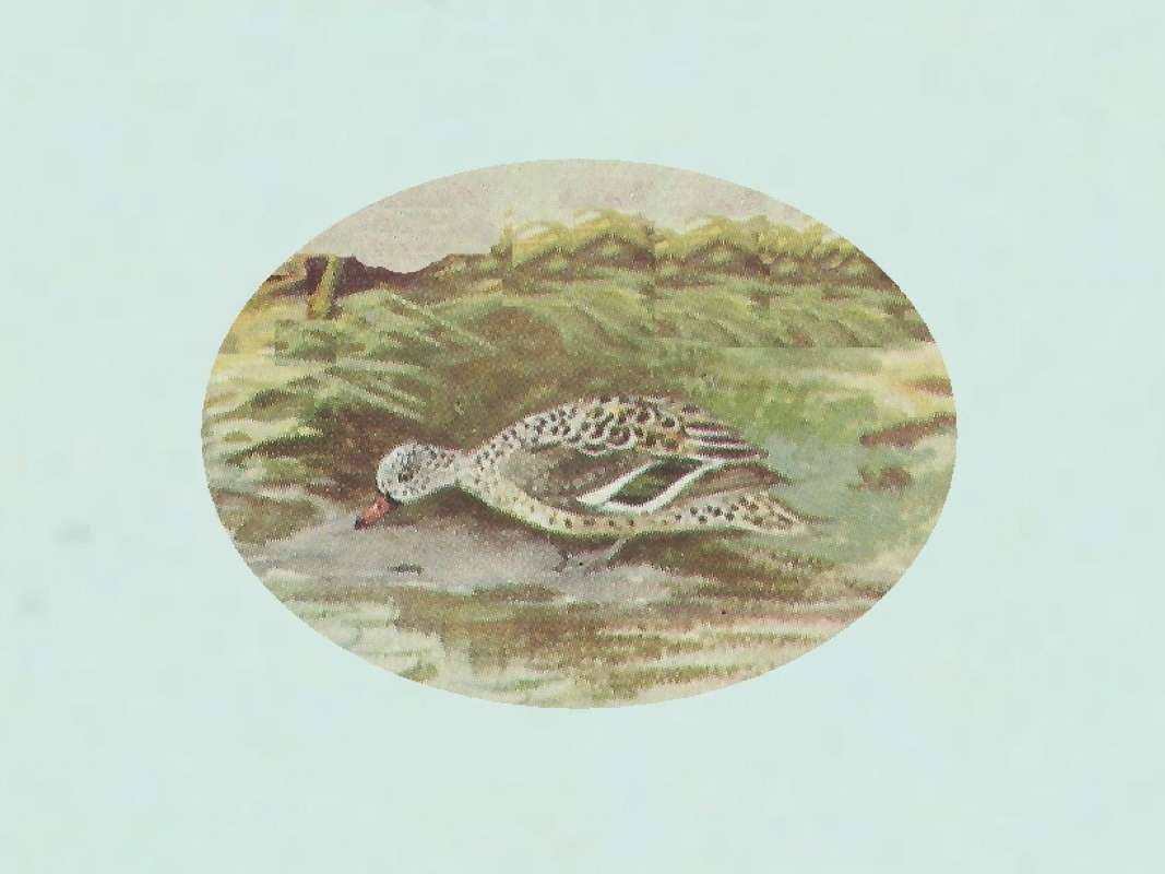 Standing Near Shore<br>(Origin of the Specimen: Color from East African Painting)