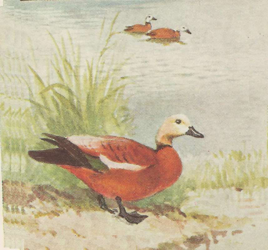 Standing on Shore<br>(Origin of the Specimen: Painting from East African Book)