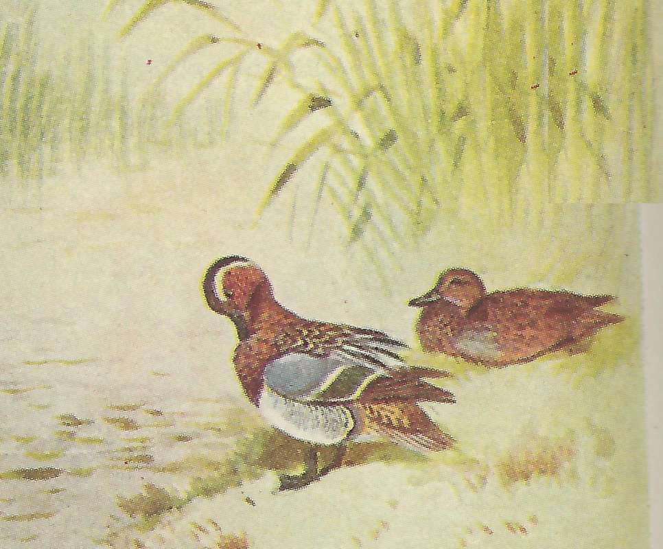 Male on Left<br>(Origin of the Specimen: Painting: East African Bird Book)