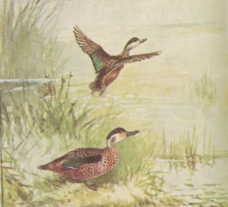 One in Flight, Second Standing<br>(Origin of the Specimen: Color Painting - East African Book)