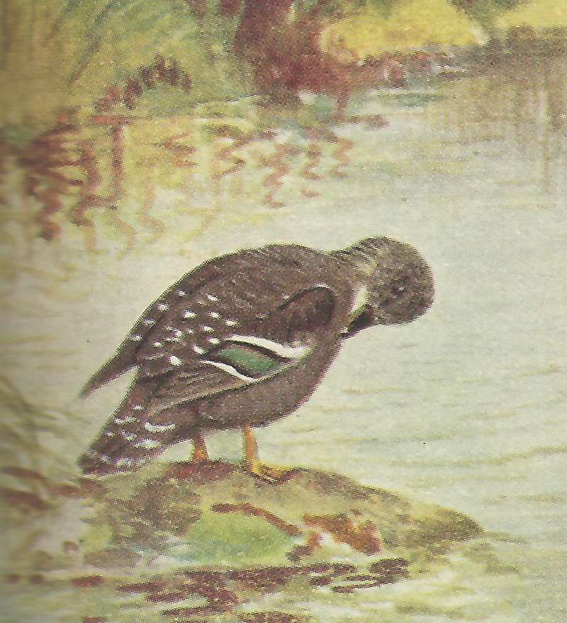 Standing on Shore<br>(Origin of the Specimen: Painting - East African Book)