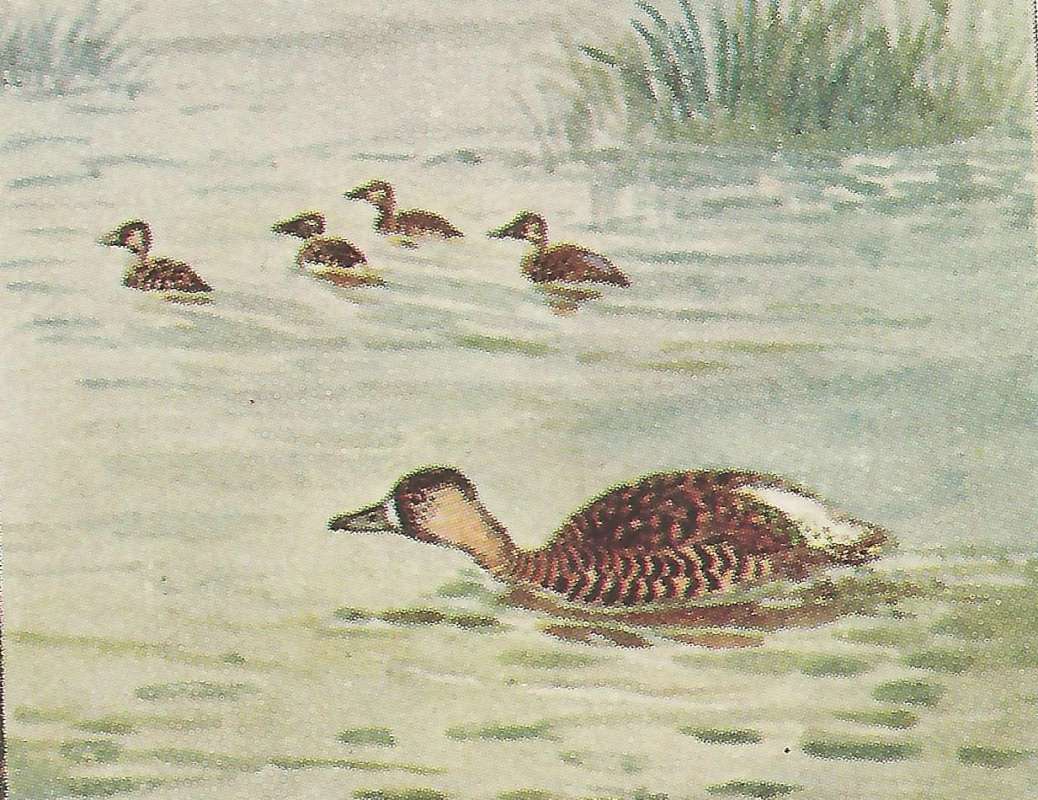 Moving on Water<br>(Origin of the Specimen: East African  Bird Book)