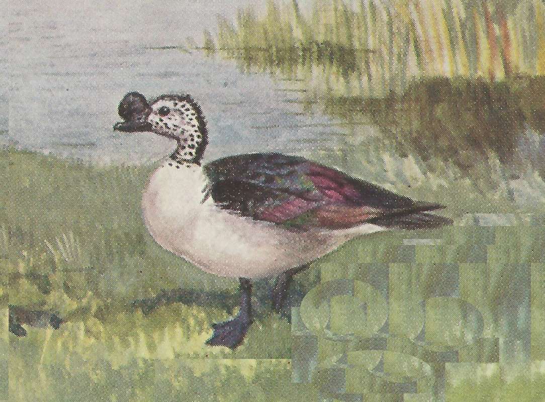 Standing Neaf Water<br>(Origin of the Specimen: Painting)
