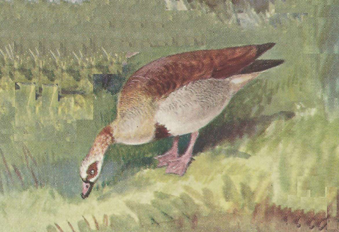 Pecking at Ground<br>(Origin of the Specimen: Color Painting - African Bird Book)