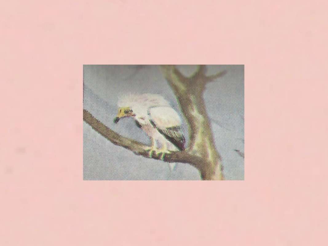 Perched in Tree<br>(Origin of the Specimen: Painting - East African Book)