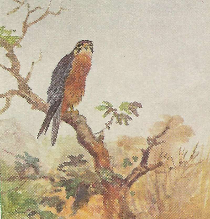 Perched on Limb<br>(Origin of the Specimen: Color Painting - East African Birds)