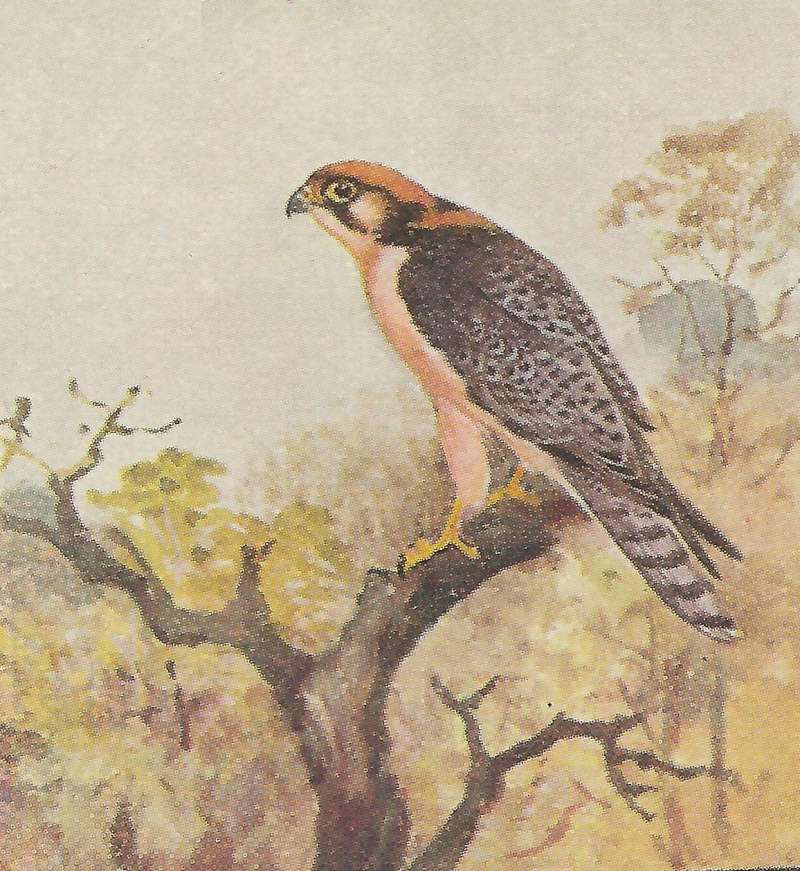 Perched on Tree Limb<br>(Origin of the Specimen: Color Painting - East African Book)