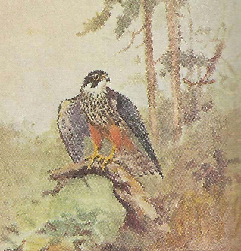 Perched with Wings Spread<br>(Origin of the Specimen: Color Painting - East Africa Book)
