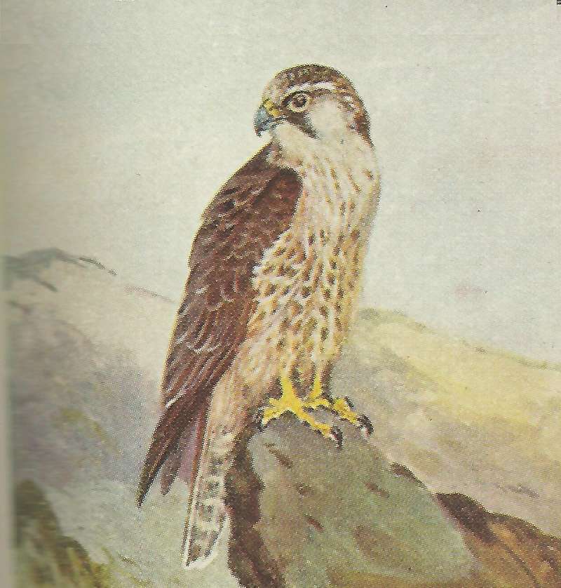 Perhced on Rock<br>(Origin of the Specimen: Painting - East African Book)