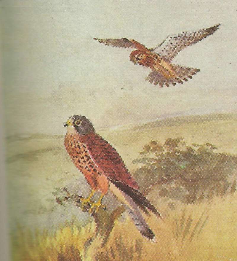One Perched, One in Flight<br>(Origin of the Specimen: Painting - East African Book)