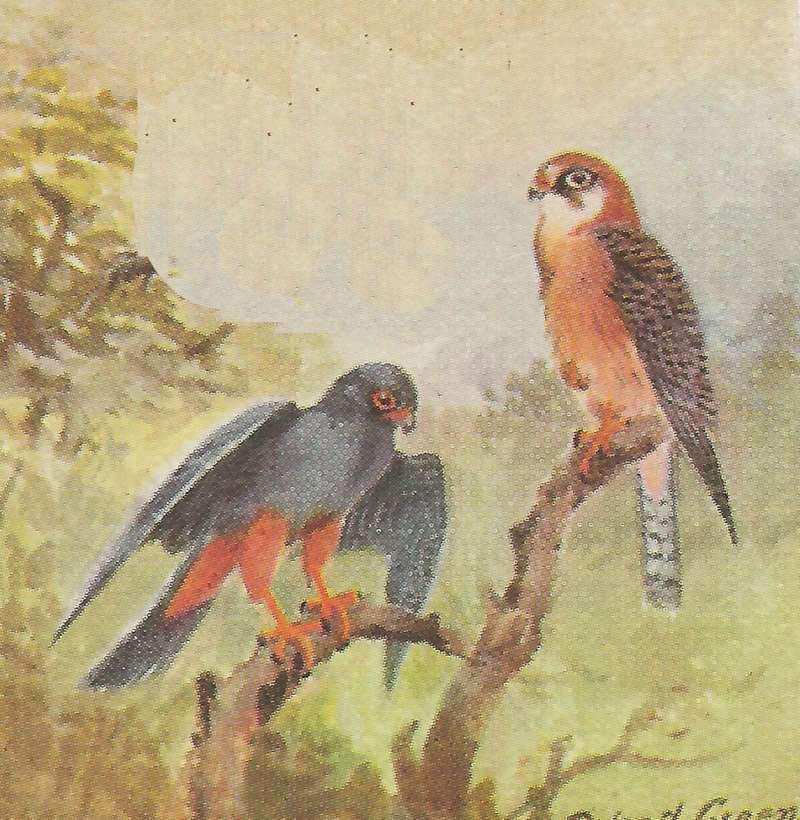Male on Left, Female on Right<br>(Origin of the Specimen: Painting - East Africa Book)