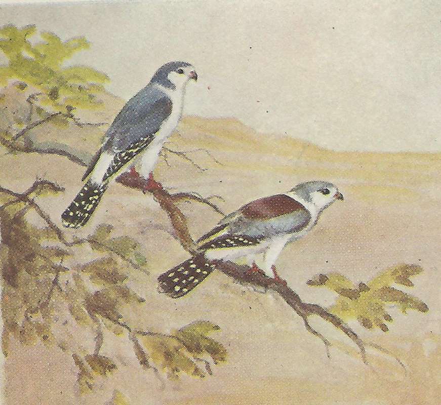Pair on Branch<br>(Origin of the Specimen: Color Painting - East African Books)