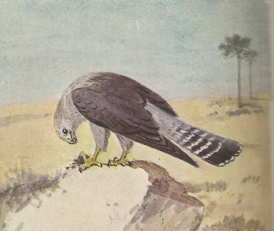 Perched - Showing Back and Side<br>(Origin of the Specimen: Color Image - African Book)