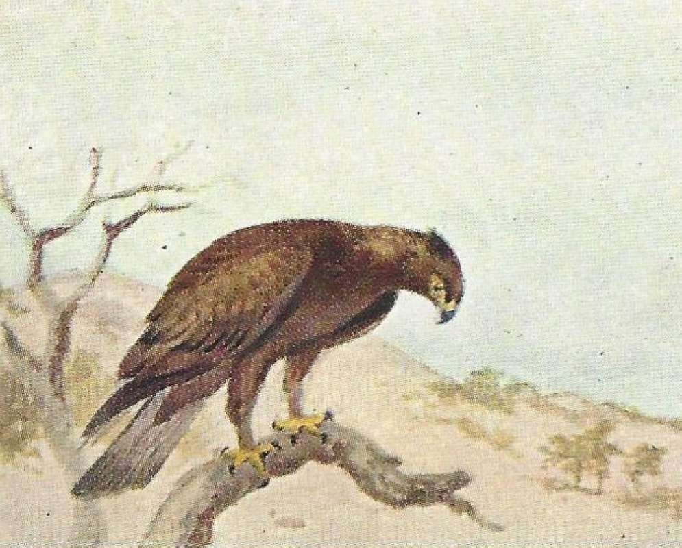 Perched on Branch - Side View<br>(Origin of the Specimen: Color Image - East Africa Book)