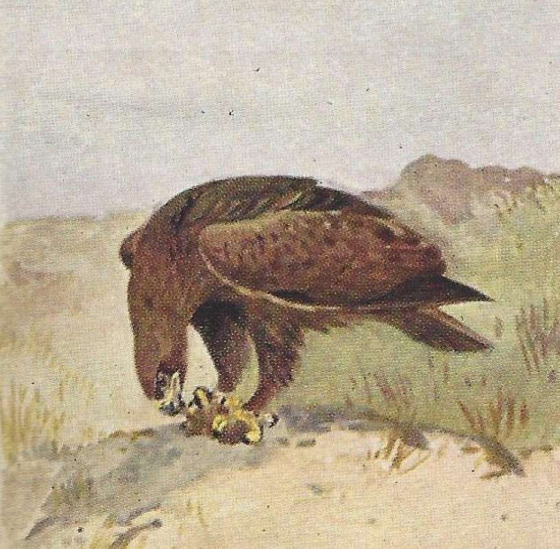 Feeding on Catch<br>(Origin of the Specimen: Color Painting - East African Book)