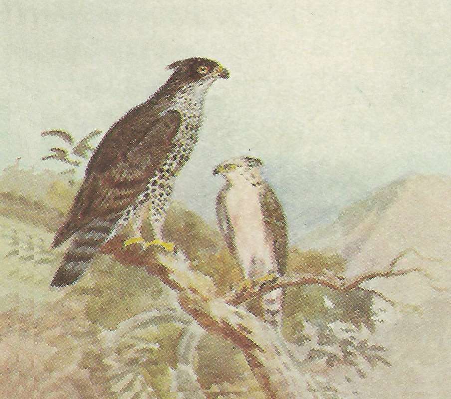 Side View Perched<br>(Origin of the Specimen: Color Painting - East African Book)
