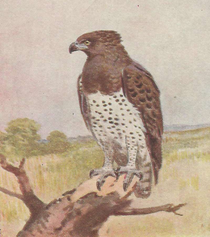 Front View<br>(Origin of the Specimen: Color Painitng - East African Book)