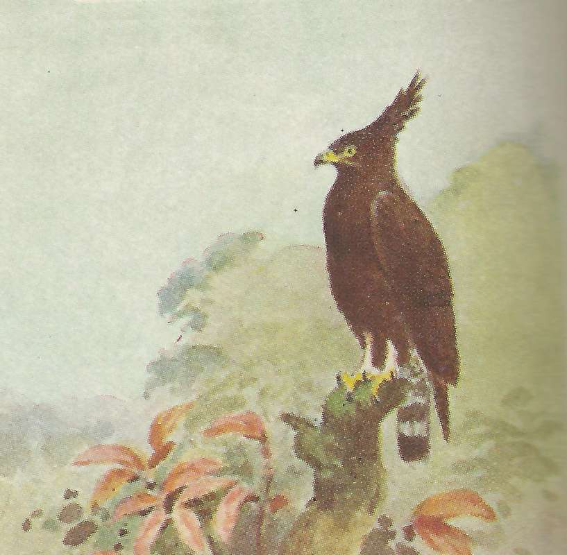 Side View<br>(Origin of the Specimen: Color Painting - East African Book)