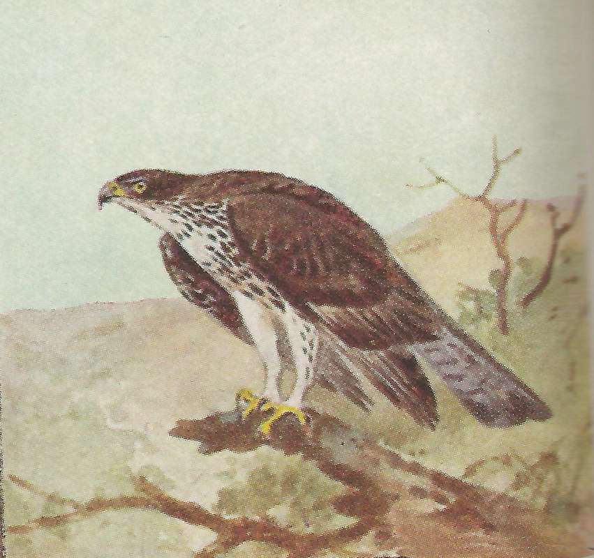 Side View on Branch<br>(Origin of the Specimen: Color Painting - East African Book)