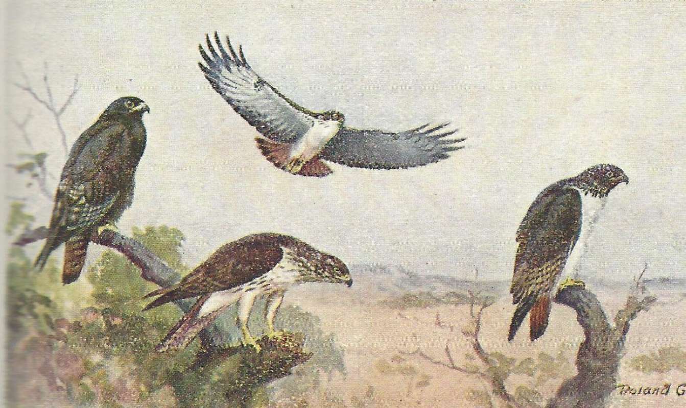 Several Views<br>(Origin of the Specimen: Color Painting - East African Forms)
