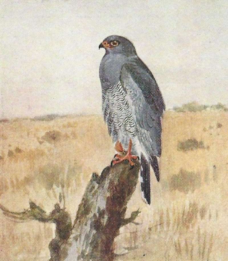 Side View<br>(Origin of the Specimen: Color Painting - East African)