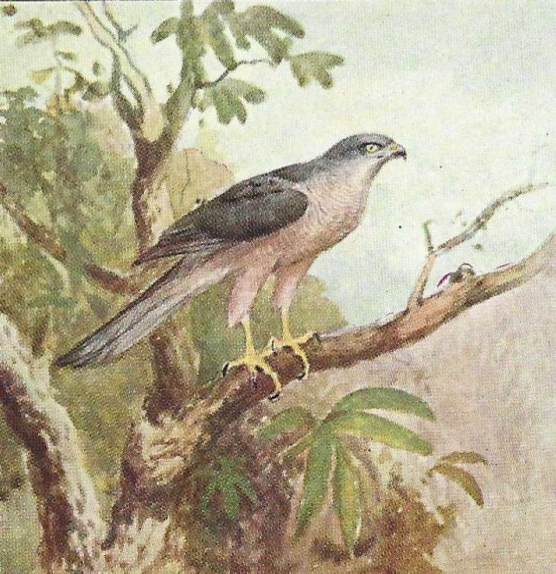 Side View Showing Long Tail<br>(Origin of the Specimen: Color Image - East African)
