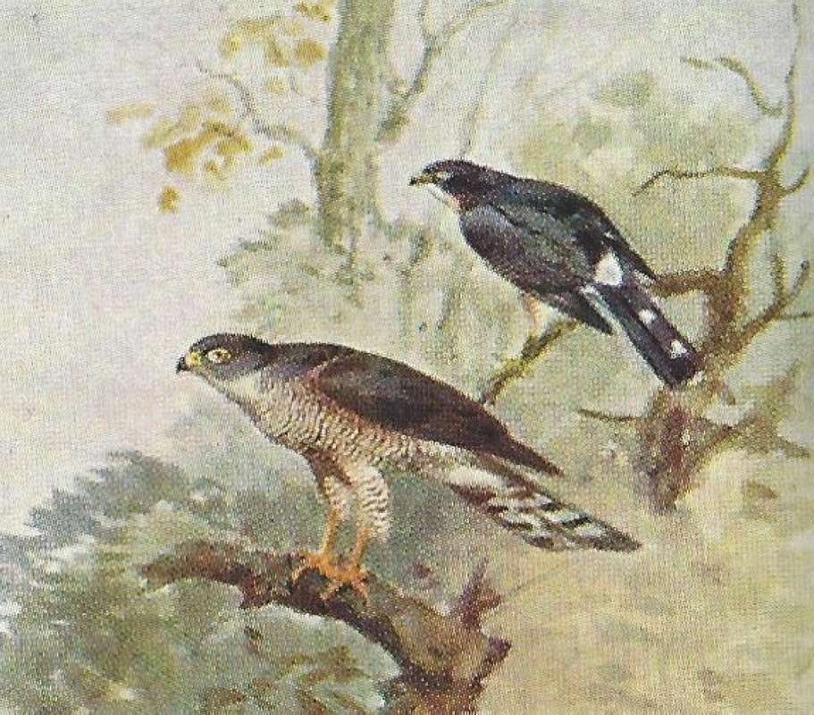 Two Examples - Young Below<br>(Origin of the Specimen: Color Painting - East African)