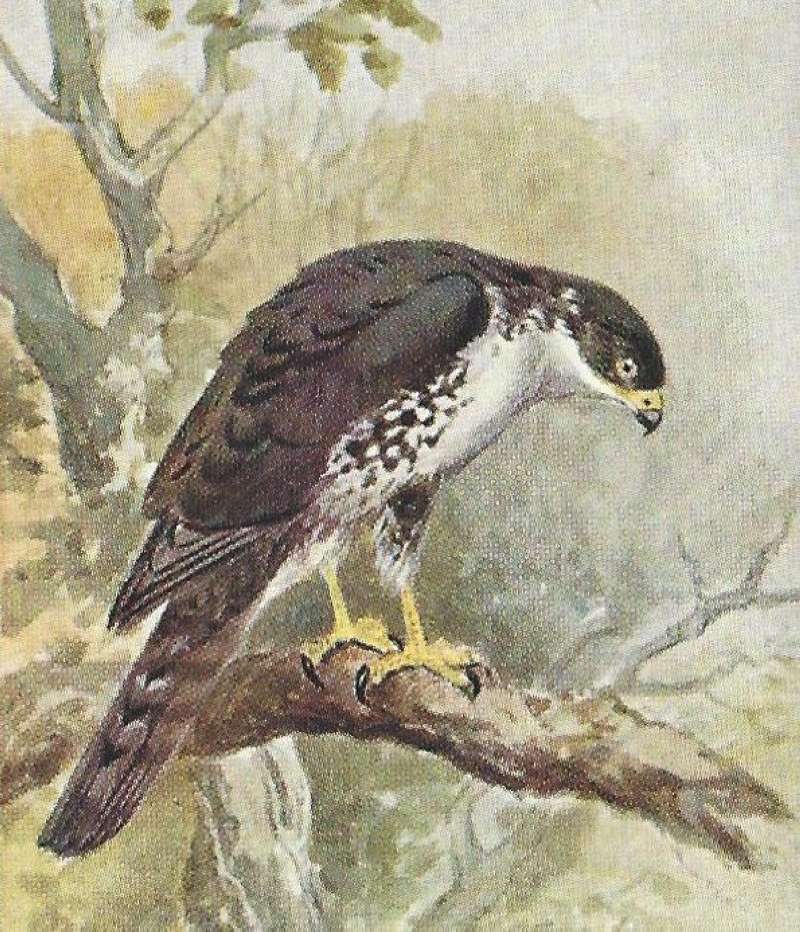 Perched - Showing Back and Breast<br>(Origin of the Specimen: Color Painting - East Africa)