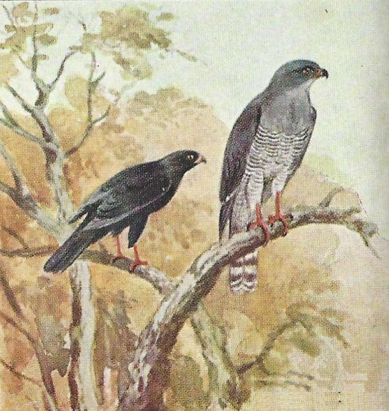 Two Perched in Tree<br>(Origin of the Specimen: Color Painting - East Africa)