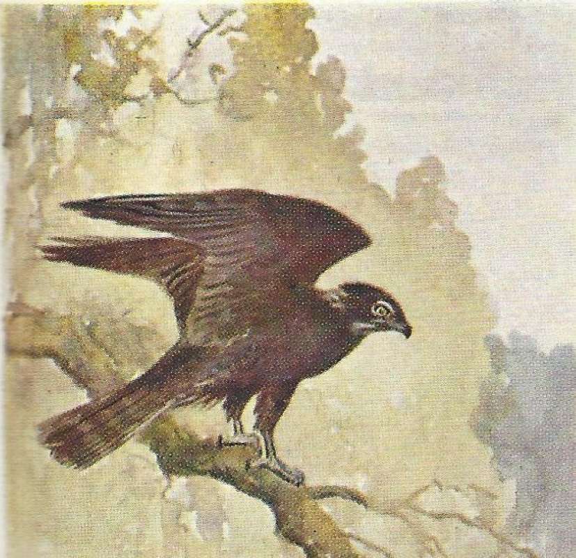 Side View - Wings Up<br>(Origin of the Specimen: Color Image - East African (Green))