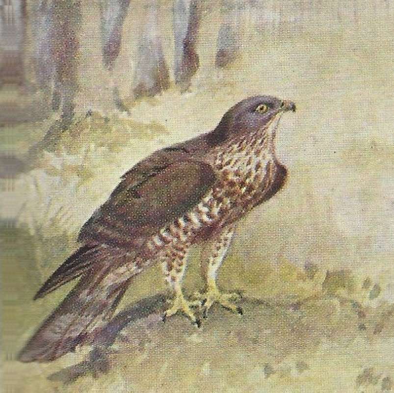 Perched on Ground<br>(Origin of the Specimen: Color Image - East Africa (Green))