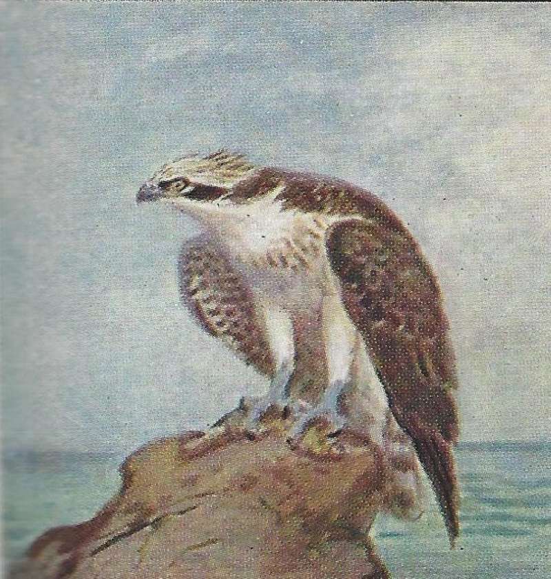 Perched Near Open Water<br>(Origin of the Specimen: Painting - East Africa - Green)