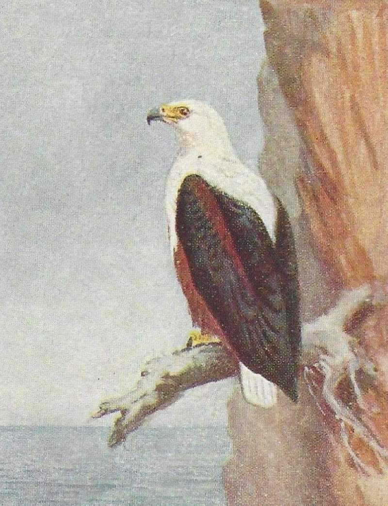 Rear-Side View - Perched by Sea<br>(Origin of the Specimen: Color Image - East Africa - Green)
