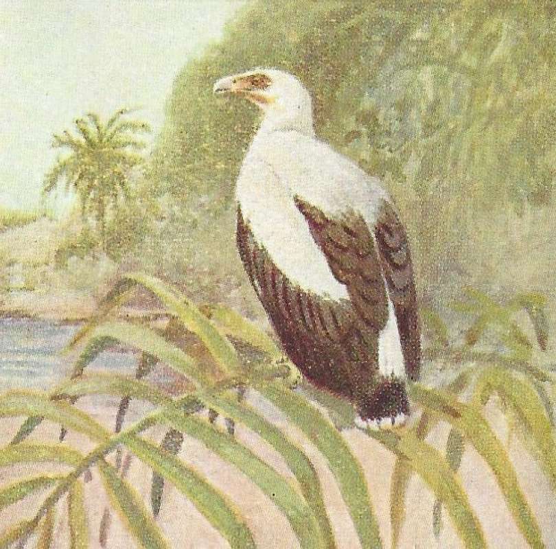 Rear Angle View<br>(Origin of the Specimen: Color Painting - East Africa - Gree)