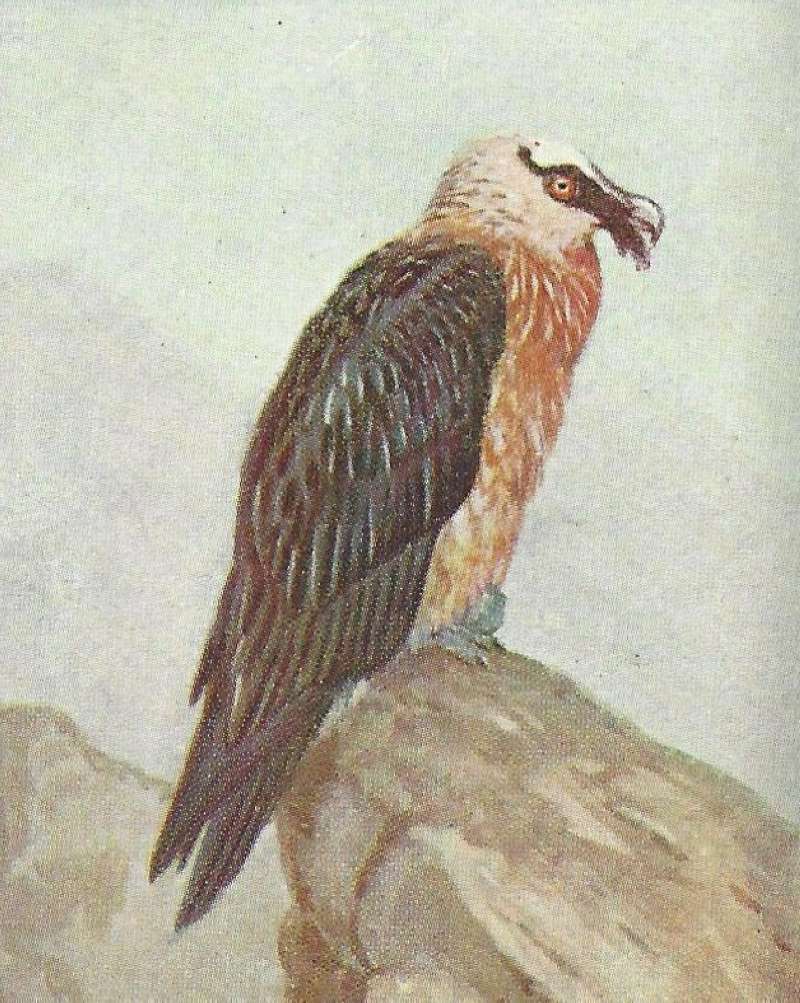 Perched - Showing White Head and Orange Breast<br>(Origin of the Specimen: Color Image - East Africa - Green)