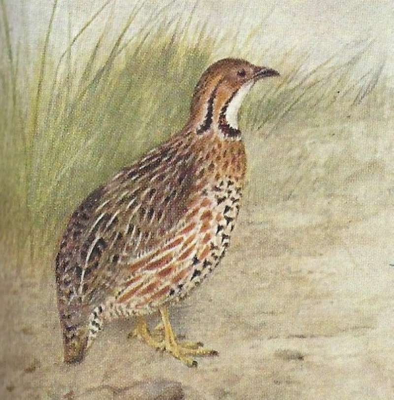 Color Image<br>(Origin of the Specimen: East African Book)