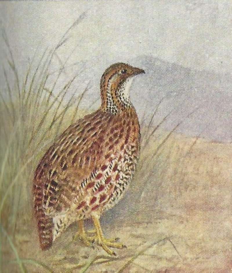 Color Painting<br>(Origin of the Specimen: East African Bird Book)
