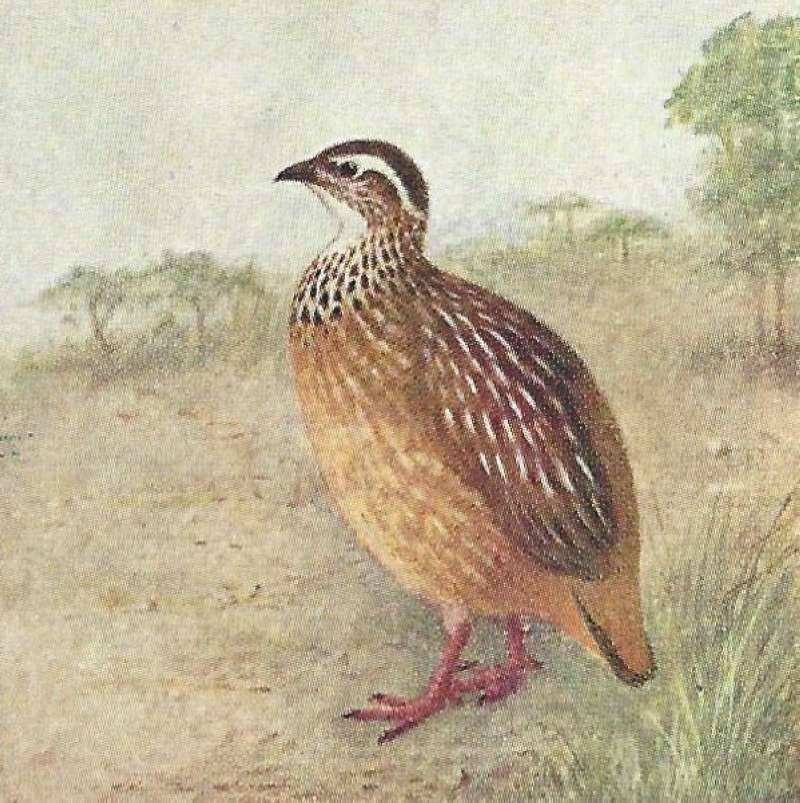 Single Example in Open Land<br>(Origin of the Specimen: Color Painting - East Africa Book)