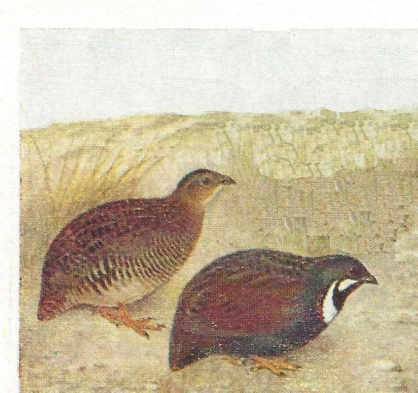 Pair - Female on Left<br>(Origin of the Specimen: Color Painting - East African Book)