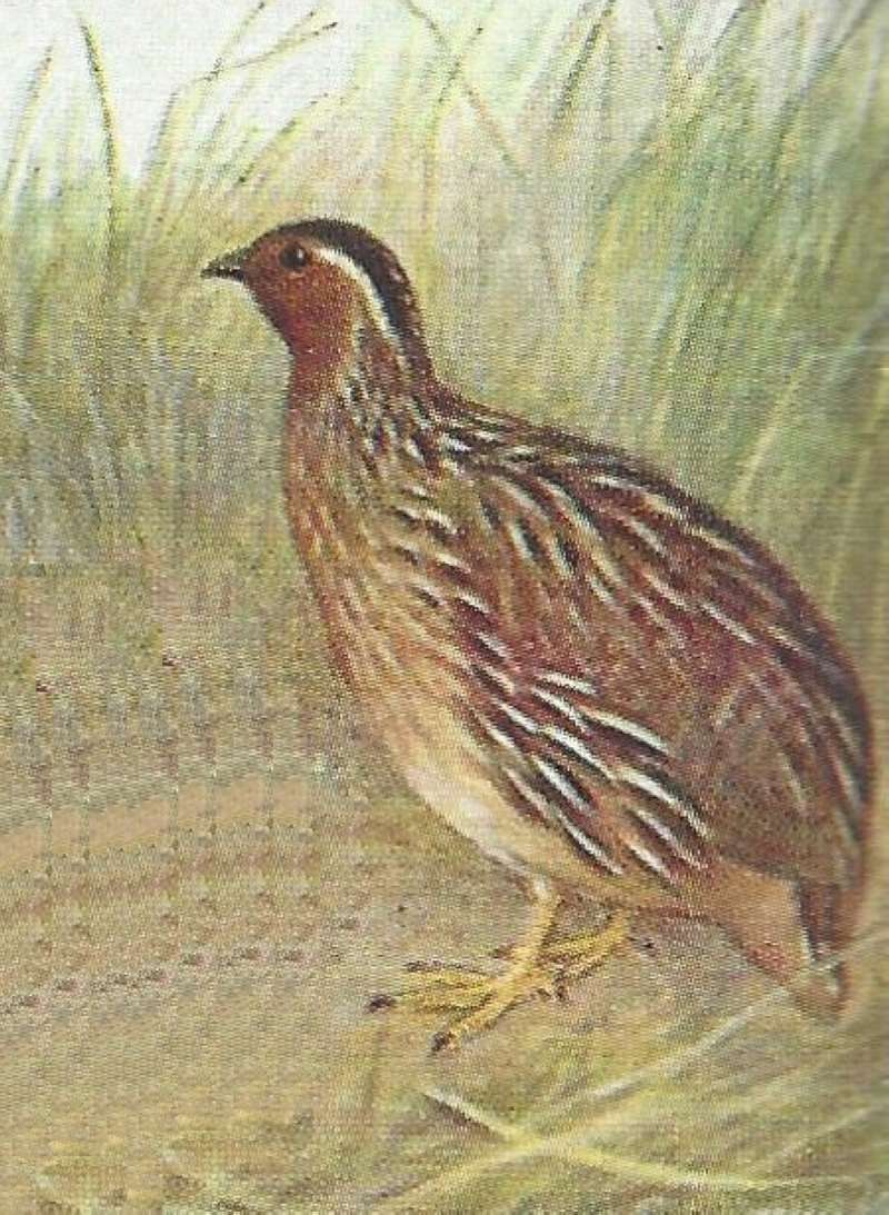 Southren African Form<br>(Origin of the Specimen: Color Painting - East African Book)