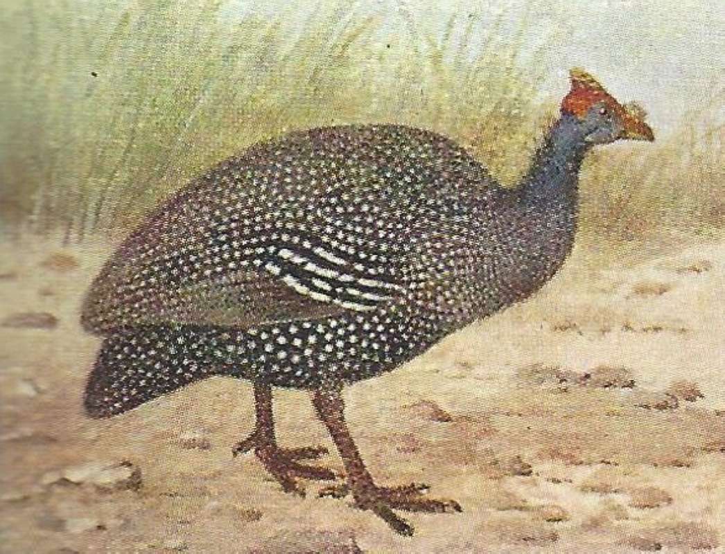 Color Image - Single Example<br>(Origin of the Specimen: East African Bird Book)